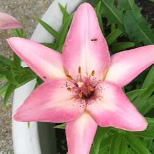 Meet your Posher, Beth